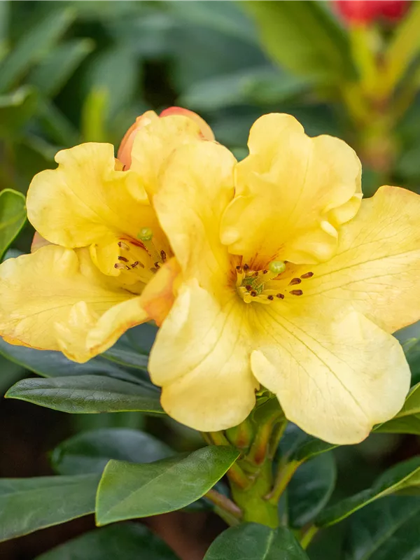 Rhododendron 'Golden Everest'®(s)
