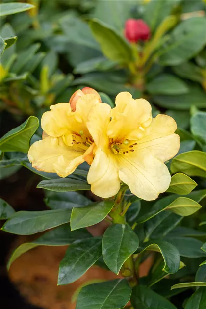 Rhododendron 'Golden Everest'(s) (INKARHO), Rhododendron 'Golden  Everest'(s) - Gaertnerei Boock