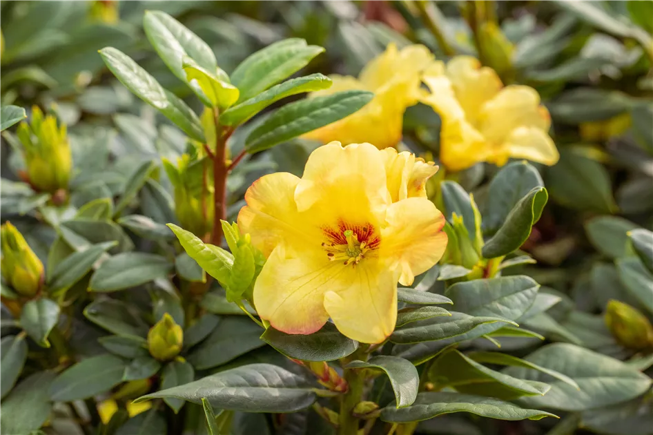 Rhododendron 'Golden Everest'(s) (INKARHO), Rhododendron 'Golden Everest'(s)  - Gaertnerei Boock