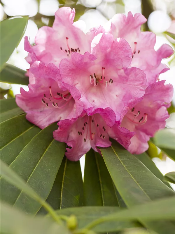 Rhododendron 'INKARHO® Rosa Dufthecke'