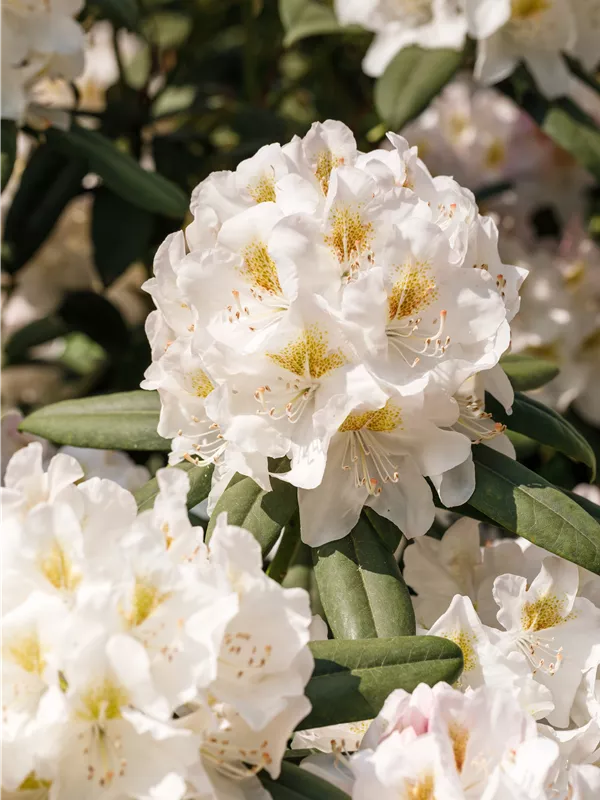 Rhododendron 'INKARHO® Weiße Dufthecke'