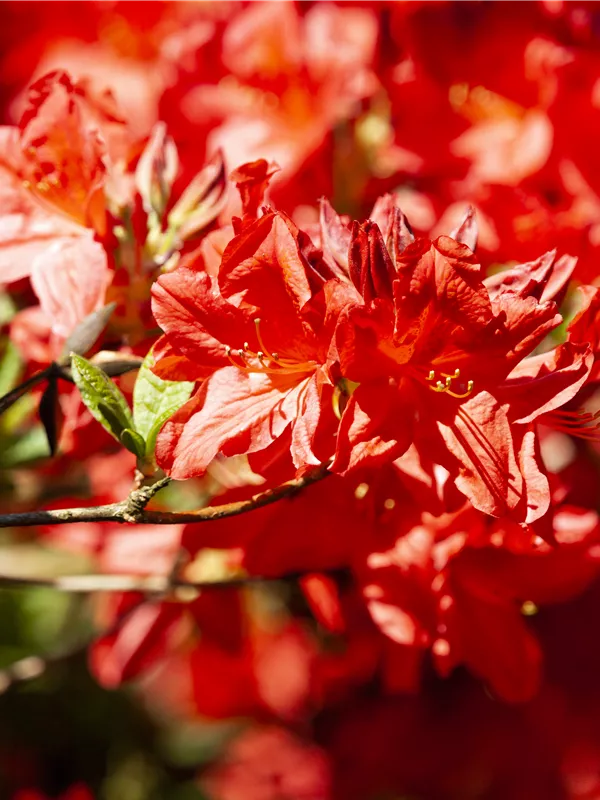 Sommergrüne Azalee 'Fireball'
