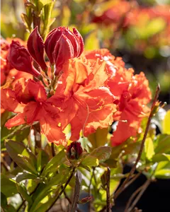 Sommergrüne Azalee 'Gibraltar'