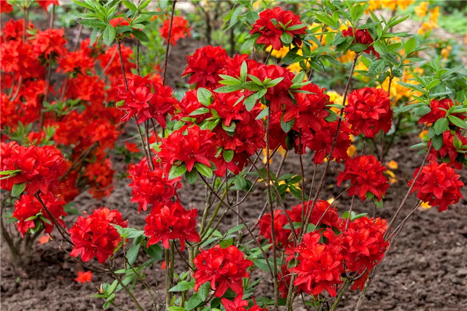 Rhododendron luteum 'Nabucco', Sommergrne Azalee 'Nabucco' - Gaertnerei  Boock