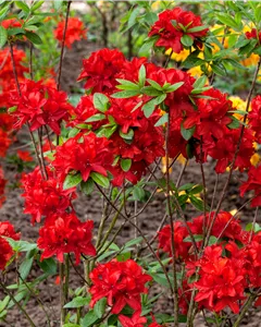 Sommergrüne Azalee 'Nabucco'