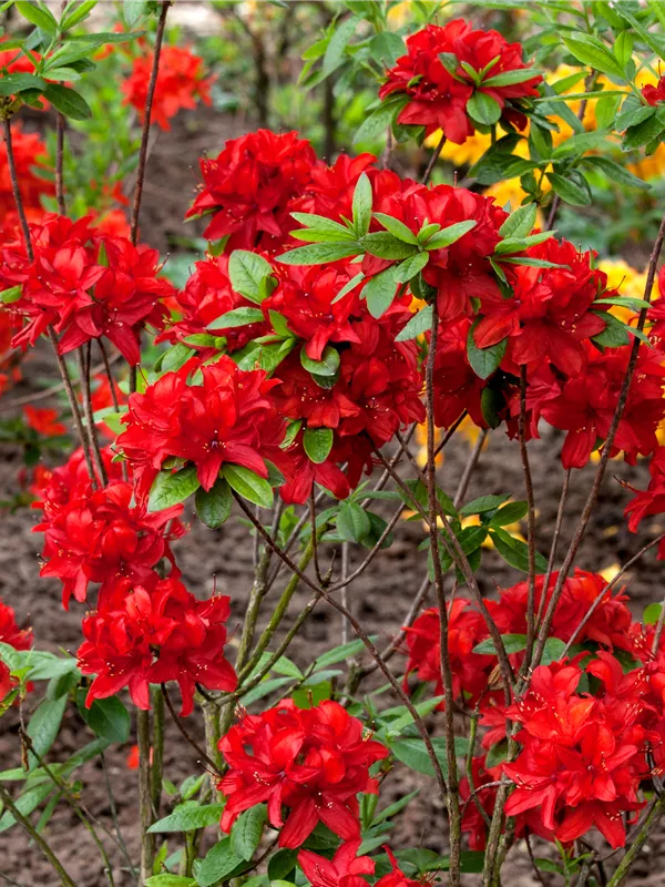 Sommergrüne Azalee 'Nabucco'