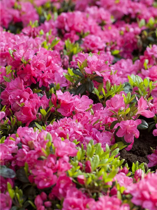 Japanische Azalee 'Kirstin'