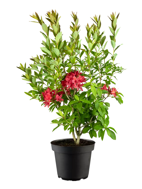 Rhododendron 'Karminduft'