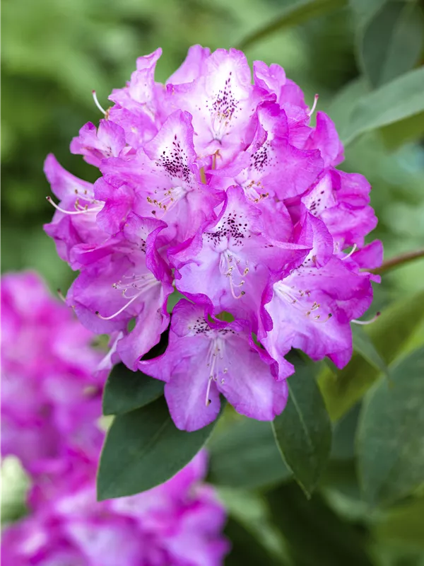 Rhododendron 'Andrea'