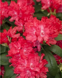 Yaku-Rhododendron 'Astrid'®