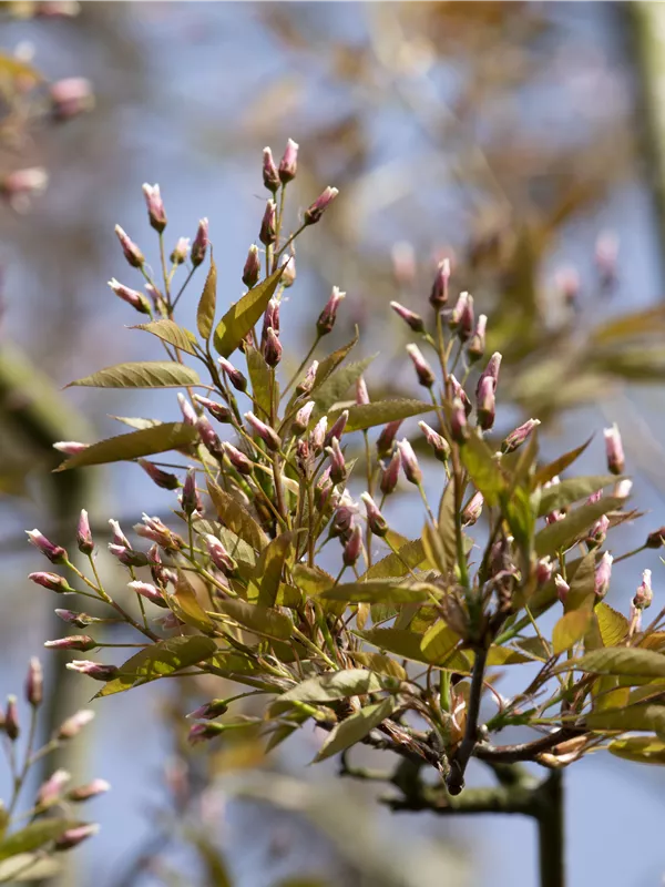 Felsenbirne 'Robin Hill'
