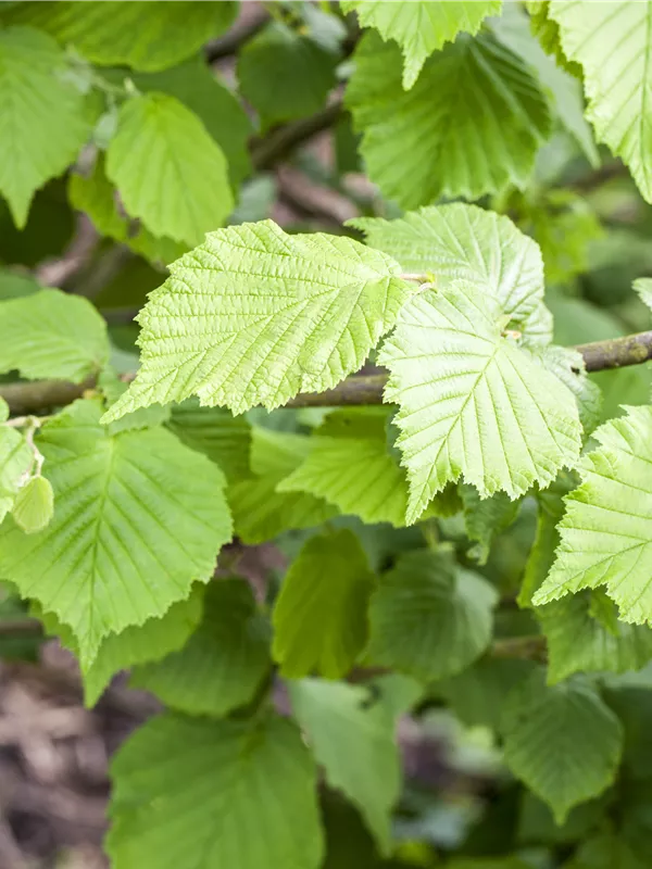 Haselnuss 'Nottinghams Fruchtbare'