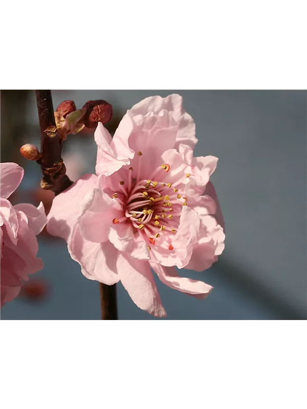 Wildpflaume 'Pleniflora'