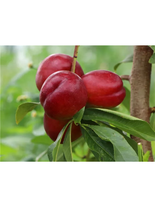 Nektarine 'Crimson Gold'