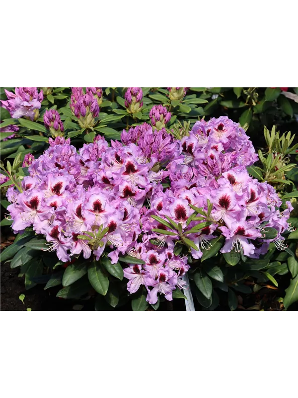 Rhododendron 'Alexis'