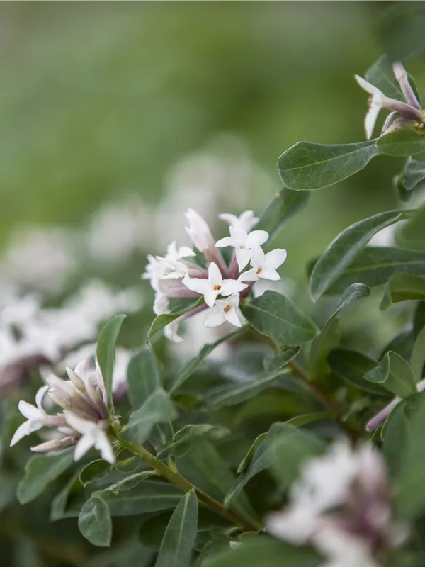 Seidelbast 'Eternal Fragrance'