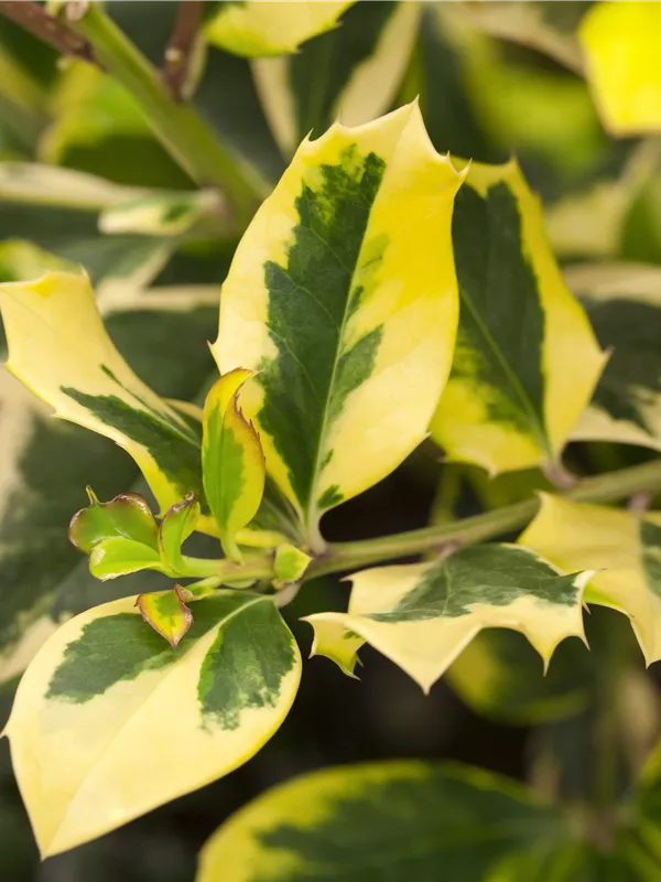 Gelbbunte Stechpalme 'Golden King'