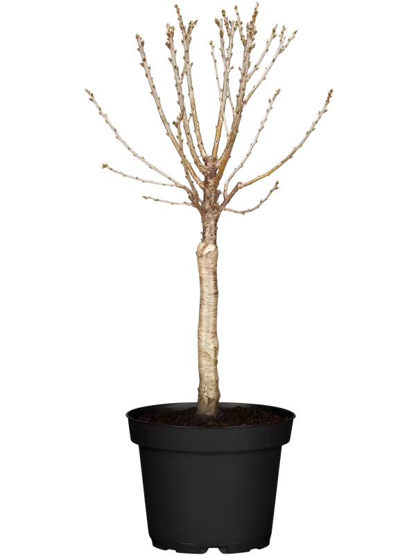 Zwergsauerkirsche 'Piemont'