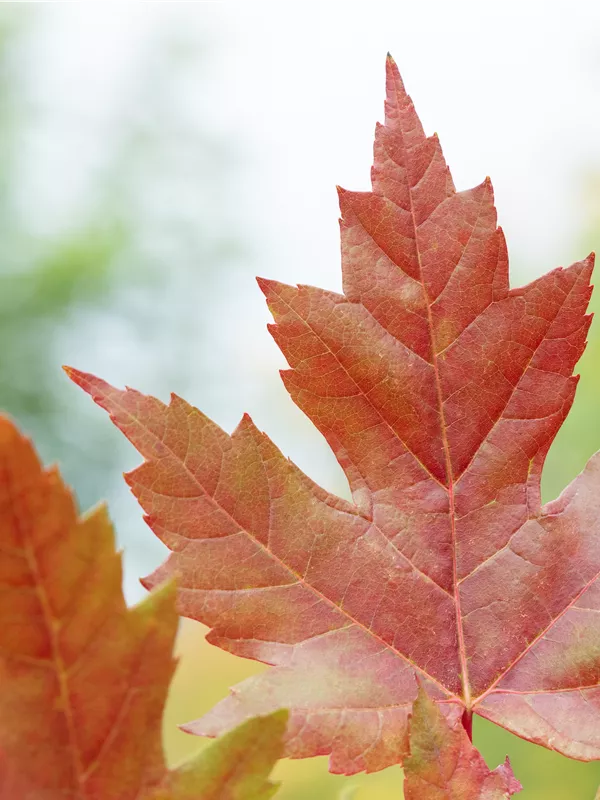 Rotahorn 'Autumn Blaze'®