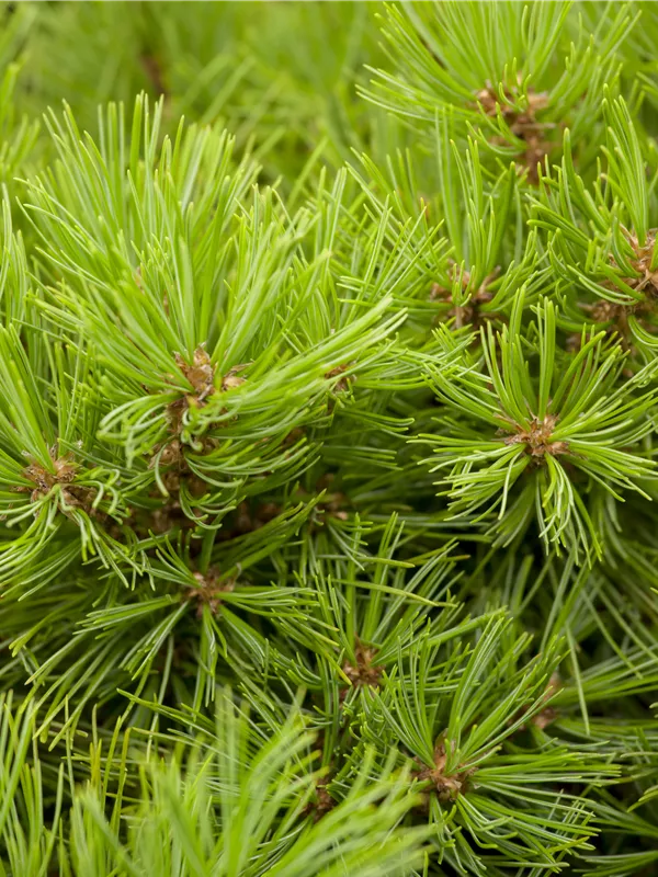 Japanische Rot-Kiefer 'Low Glow'