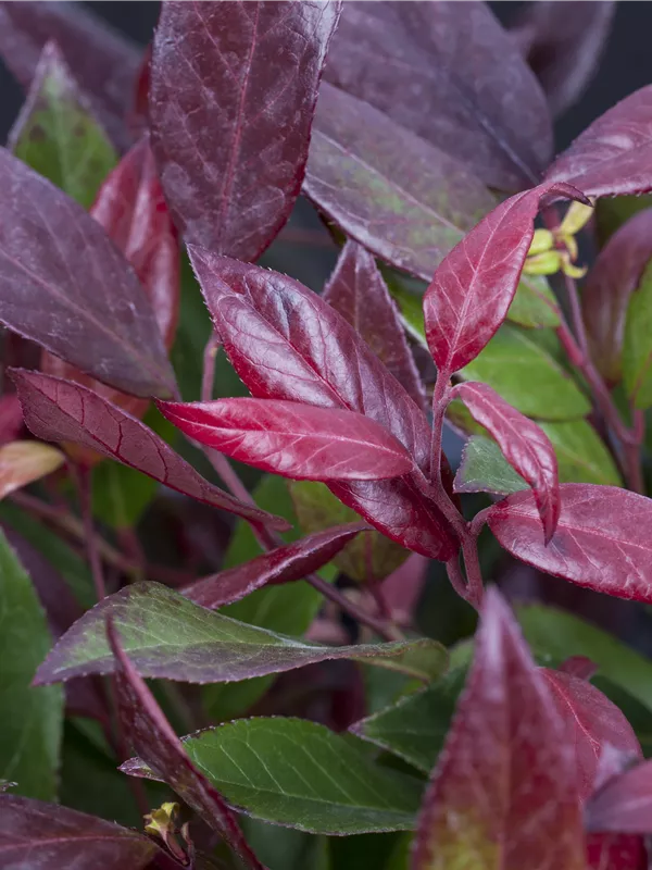 Traubenmyrte 'Scarletta'®