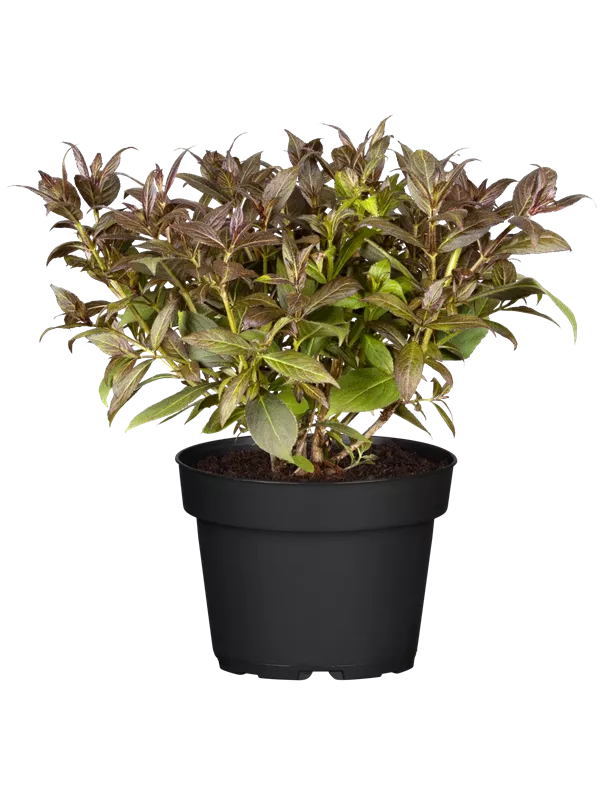 Weigelie 'Black and White'®