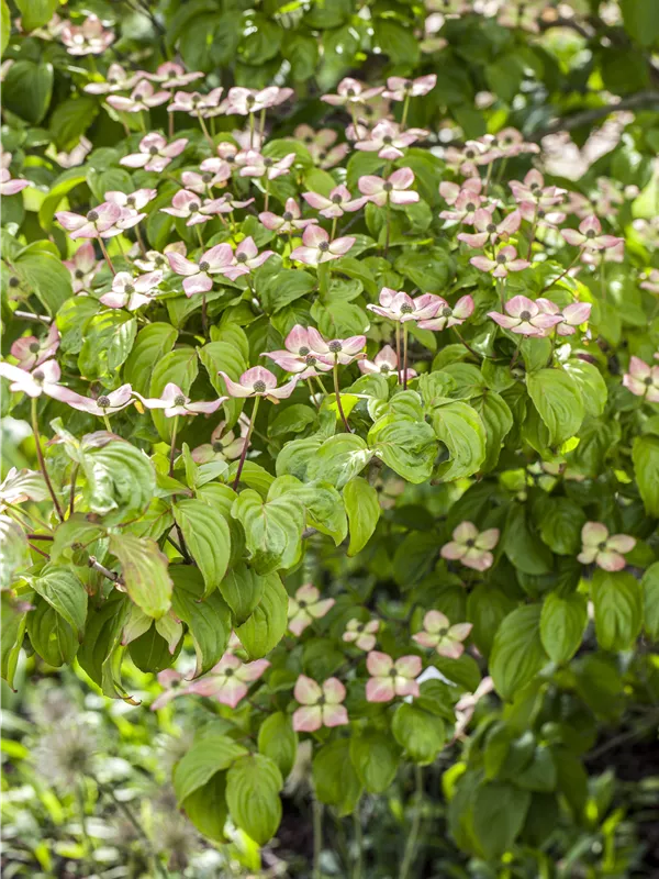 Japanischer Blumen-Hartriegel 'Copacabana'