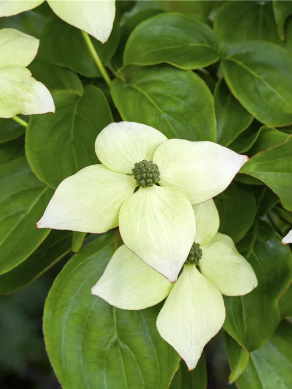 Japanischer Blumen-Hartriegel 'Barmstedt'