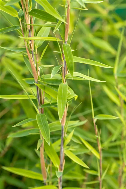 Fargesia nitida 'Volcano', Bambus 'Volcano' - Gaertnerei Boock