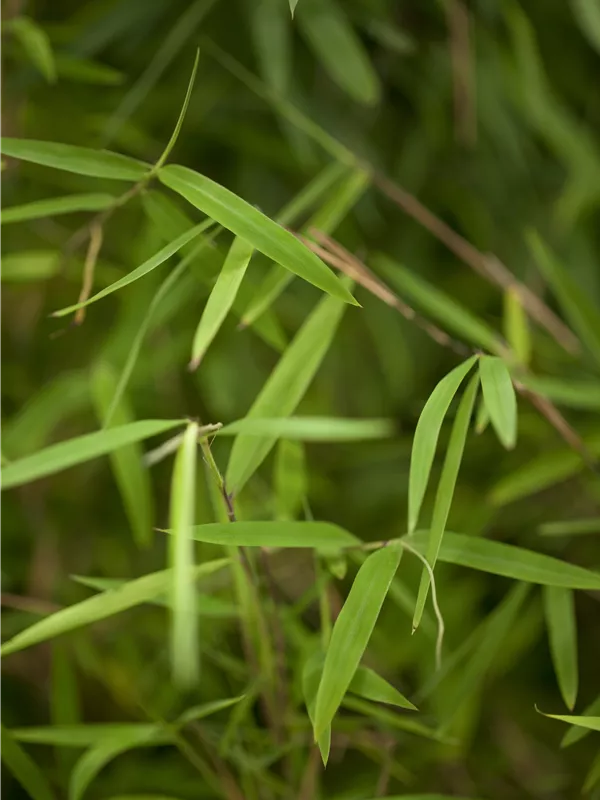 Gartenbambus Well Born® Africa