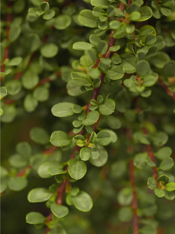 Immergrüne Kissenmispel