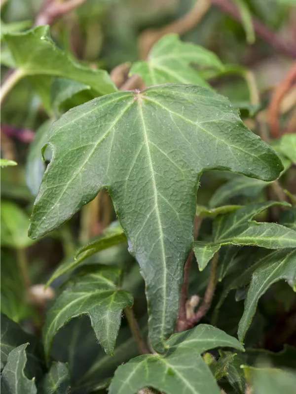 Gezacktblättriger Efeu 'Green Ripple'