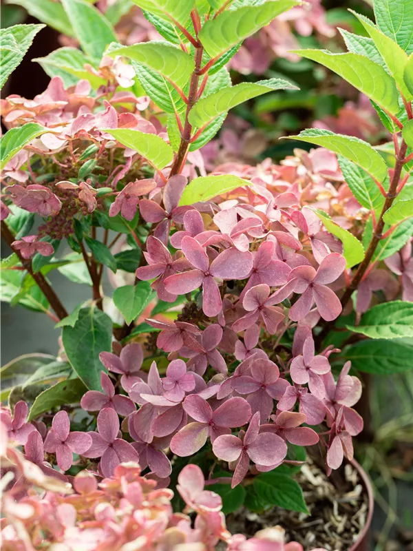 Rispenhortensie 'Polestar'®