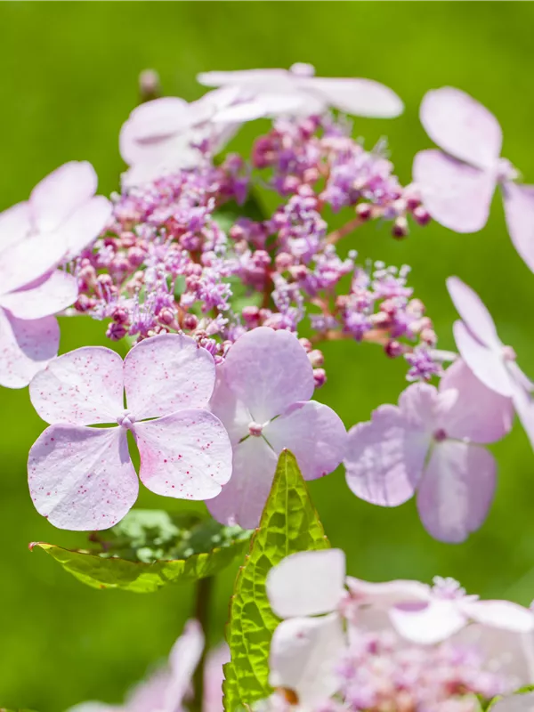 Kleinwüchsige Gartenhortensie 'Bluebird'