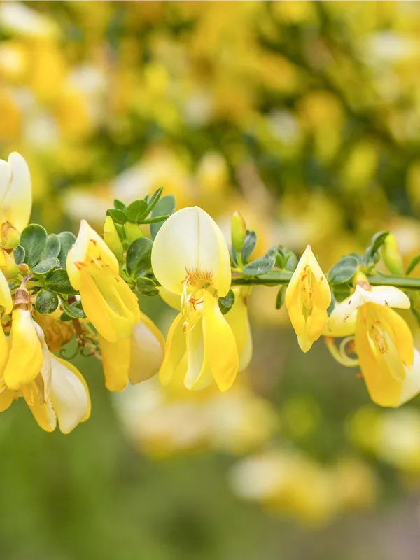 Niedriger Elfenbein-Ginster