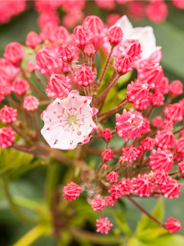 Berglorbeer 'Peppermint'