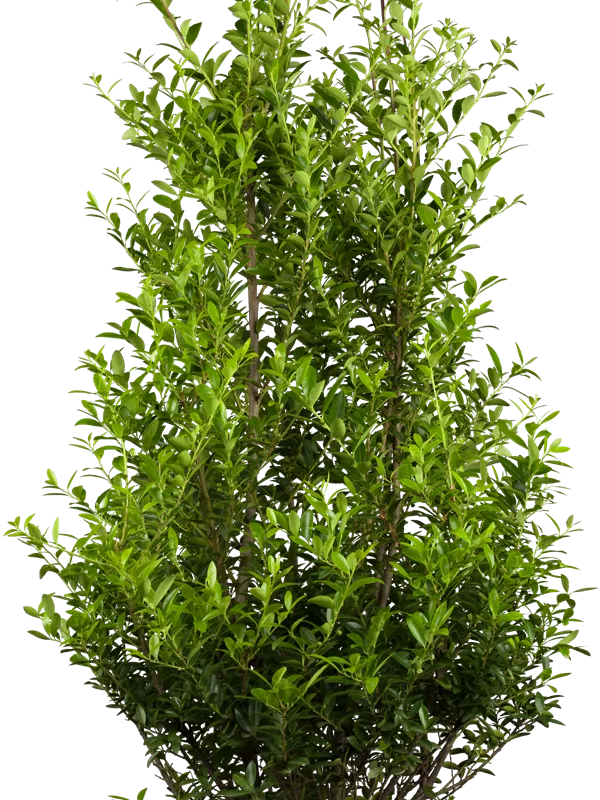 Stechpalme 'Impala'®