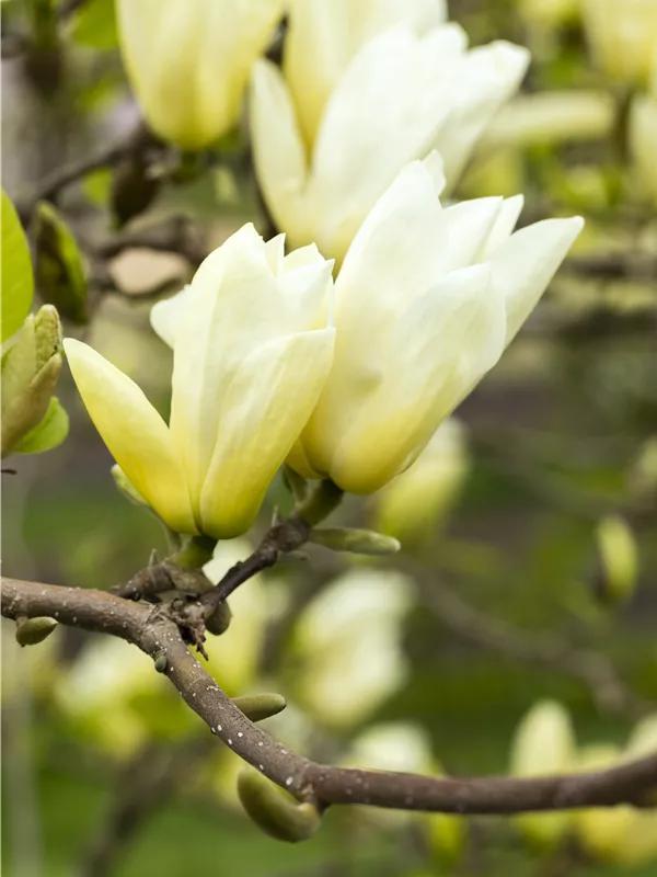 Goldmagnolie 'Yellow River'