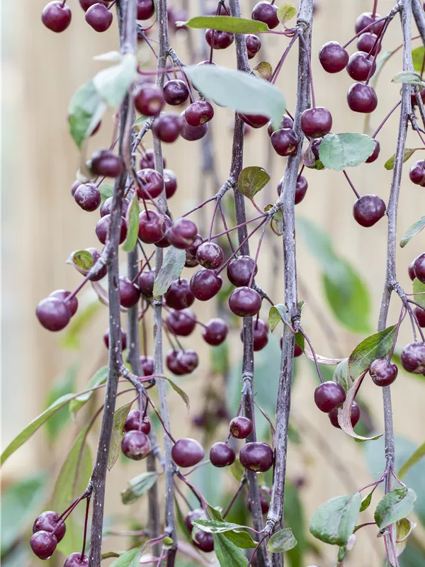 Zierapfel 'Royal Beauty'