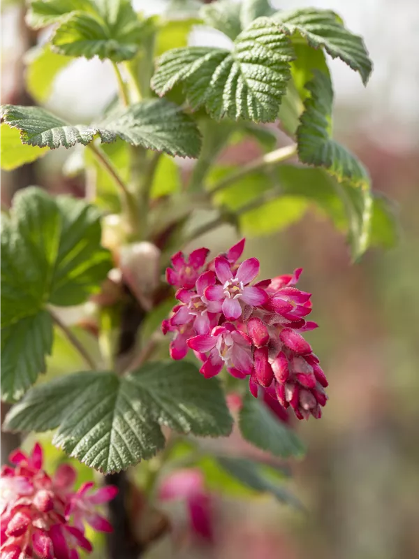 Zierjohannisbeere 'Pulborough Scarlet'
