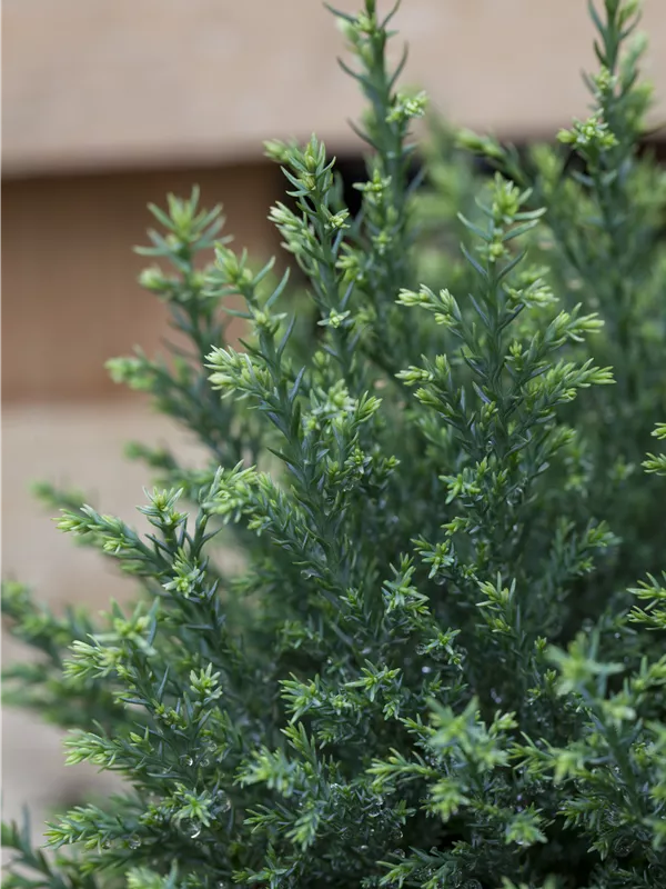 Gartenzypresse 'Snow White'®