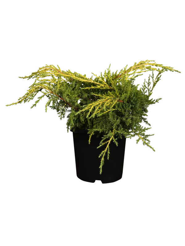 Pfitzer-Wacholder 'Gold Star'