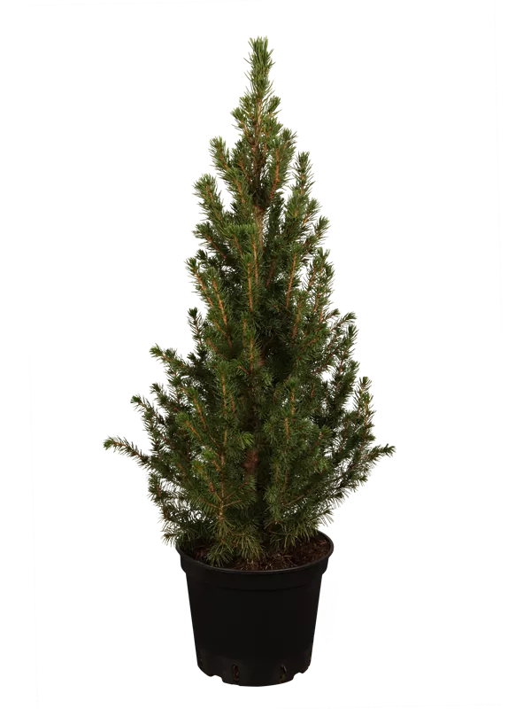 Zuckerhut-Fichte 'Conica'