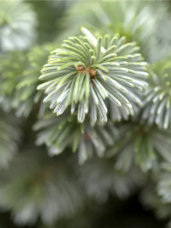 Sitka-Fichte 'Silberzwerg'