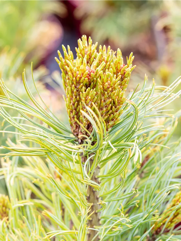 Zwerg-Zirbelkiefer 'Nana'