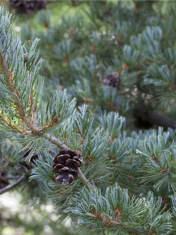 Mädchenkiefer 'Pentaphylla Glauca'