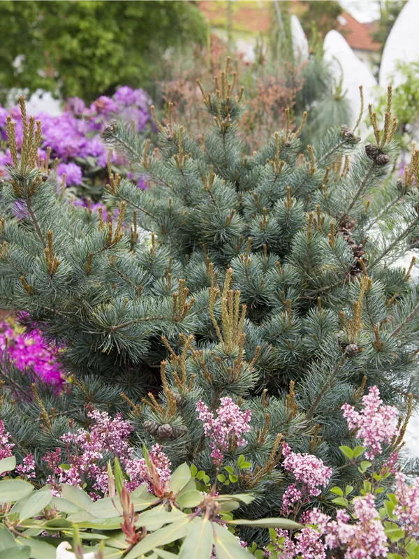 Blaue Mädchenkiefer 'Negishi'