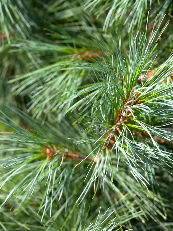 Mädchenkiefer 'Schoon´s Bonsai'