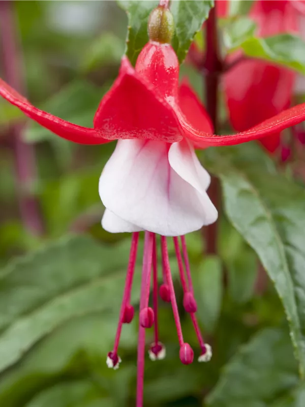 Patagonische Fuchsie 'Madame Cornelissen'