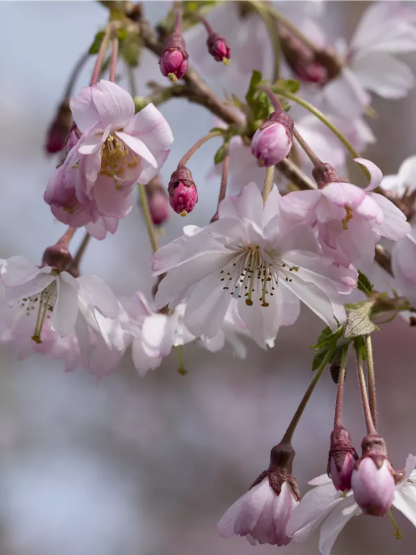 Frühlingskirsche 'Fukubana'